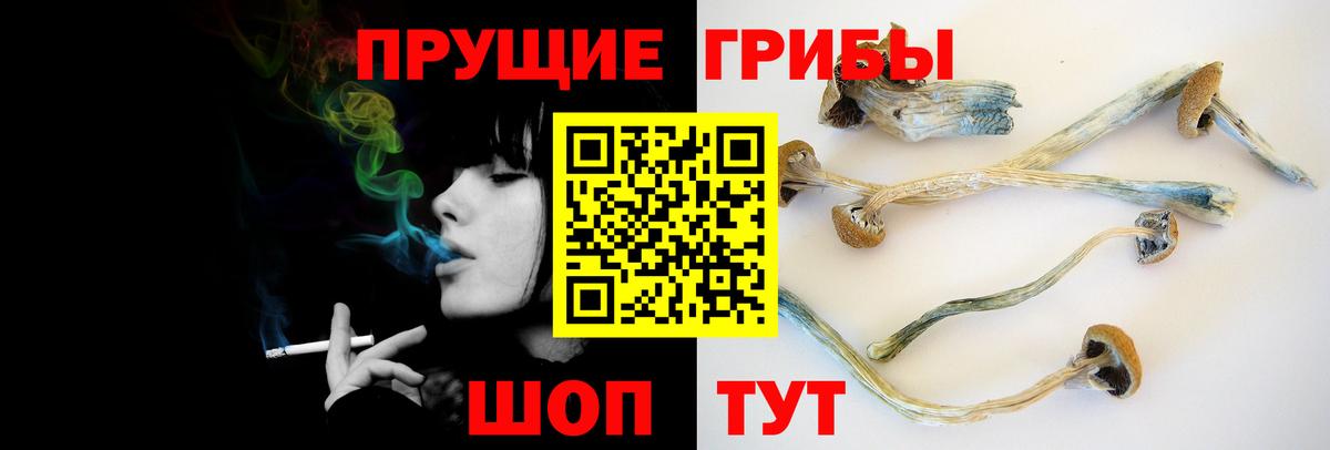 Галлюциногенные грибы Psilocybe Медногорск